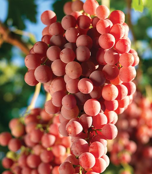 Vitis vinifera 'Red Globe'